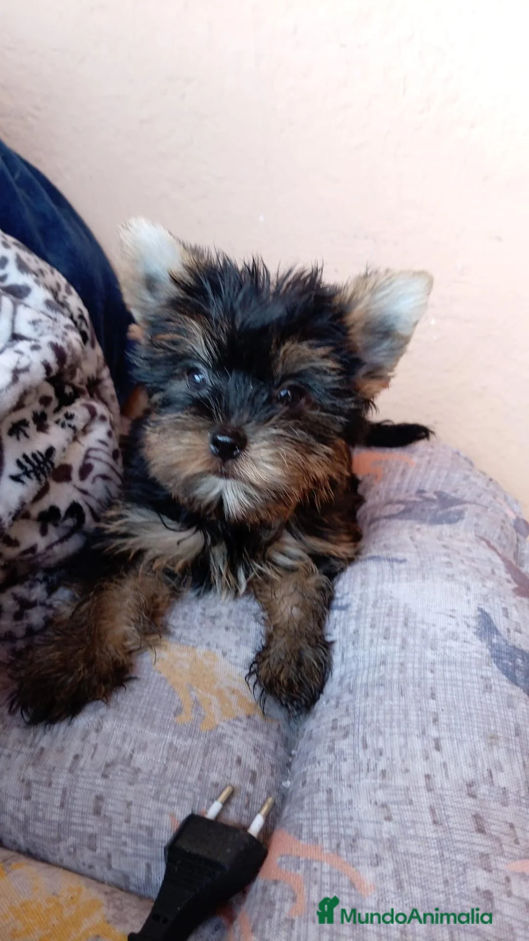 Yorkshire Terrier perros en venta: Yorshire toy - Anuncio 1