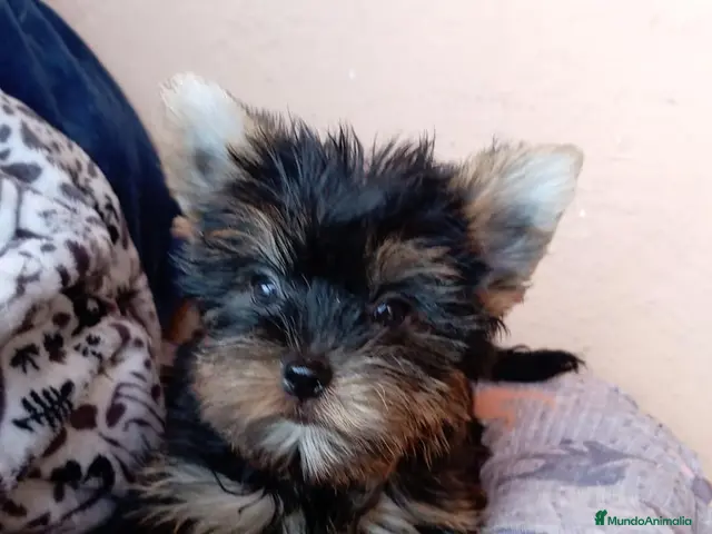 Yorkshire Terrier perros en venta: Yorshire toy - Anuncio 1
