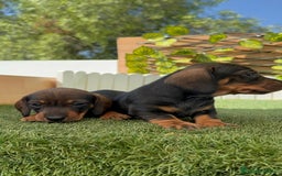 Teckel Miniatura perros en venta: TECKEL. MINIATURA - Imagen 2