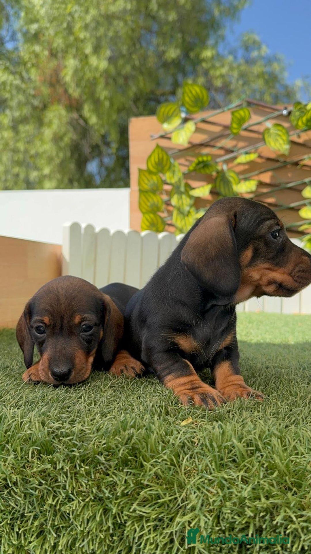 Teckel Miniatura perros en venta: TECKEL. MINIATURA - Imagen 2