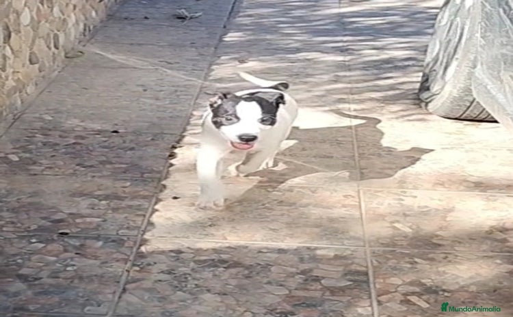 American Staffordshire-Terrier perros - Anuncio 2