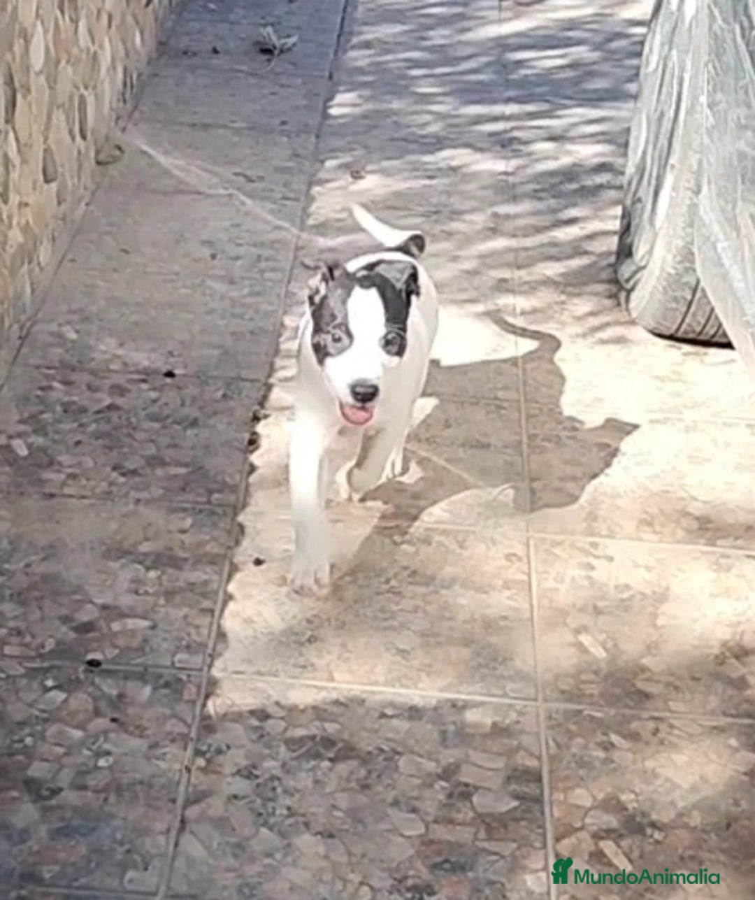 American Staffordshire-Terrier perros en venta: American Stanford  - Imagen 1