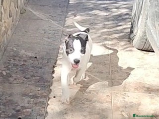 American Staffordshire-Terrier perros - Anuncio 1