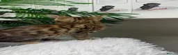 Bengalí gatos en venta: GATITO BENGALI - Anuncio 6