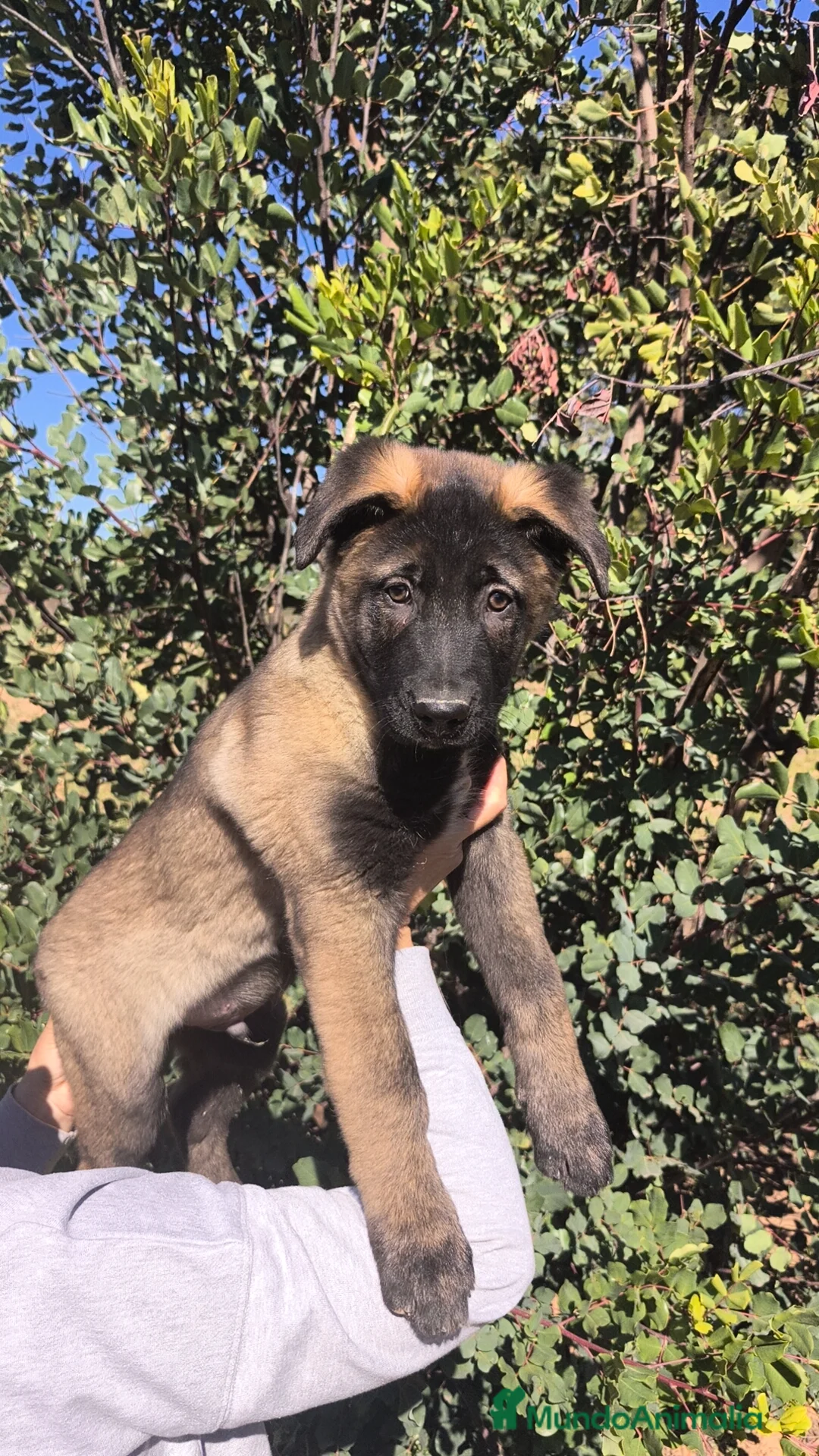 Pastor del Cáucaso perros en venta: Pastor del Cáucaso  - Anuncio 5