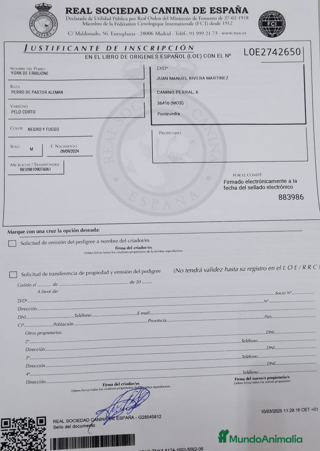 Pastor Alemán perros en venta: Cachorras pastor alemán, pedigre en Pontevedra - Imagen 3