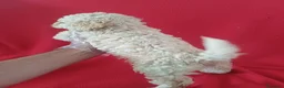 Perro de Agua Español perros en venta: Perro de Agua Español  - Anuncio 4