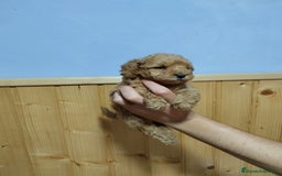 Caniche Toy perros en venta: Caniches toy en Málaga - Imagen 4