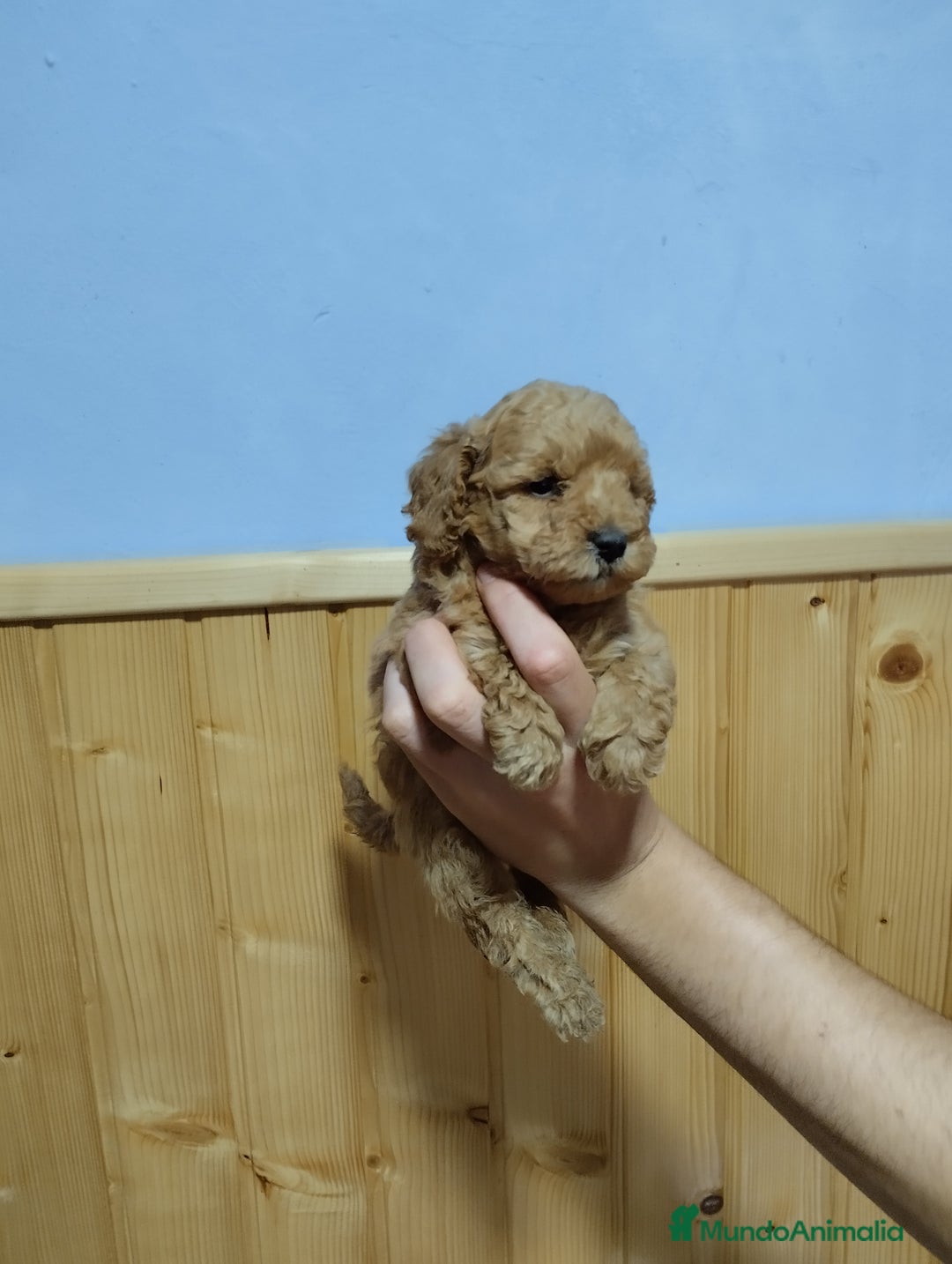 Caniche Toy perros en venta: Caniches toy en Málaga - Imagen 4