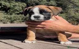 Boxer perros en venta: Magníficas cachorras BOXER, excelente genealogía - Imagen 3