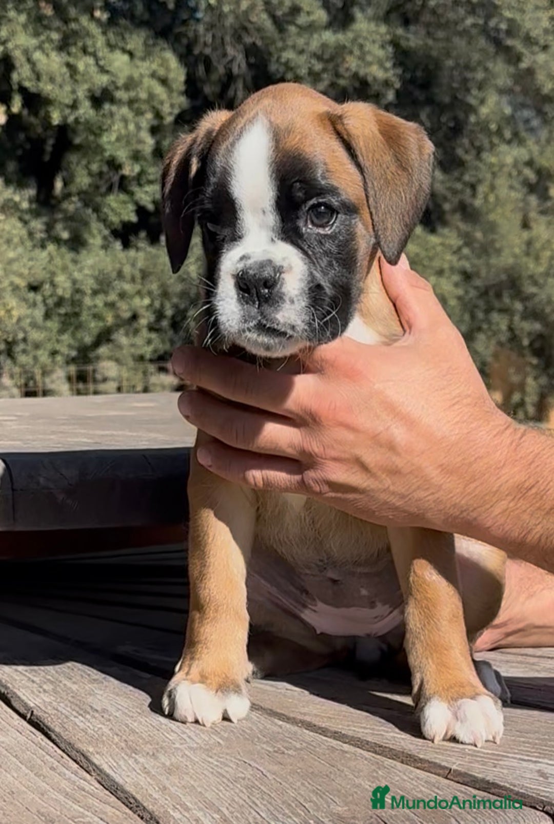 Boxer perros en venta: Magníficas cachorras BOXER, excelente genealogía - Imagen 3