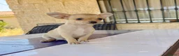 Chihuahua perros en venta: Chihuahua Toy - Anuncio 1