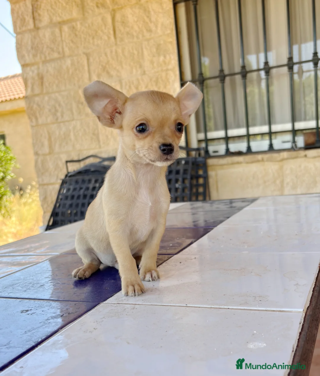 Chihuahua perros en venta: Chihuahua Toy - Anuncio 1