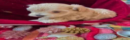 Maltipoo perros en venta: Maltipoo Hembra toy disponible - Anuncio 3