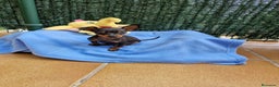 Ratón de Praga perros en venta: Ratón de Praga toy en Barcelona - Anuncio 3
