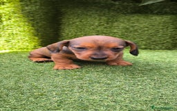 Teckel Miniatura perros en venta: camada teckel mini  - Imagen 22