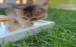 Británico de Pelo Corto gatos en venta: Británicos y Scottish Fold gatitos  - Imagen 2