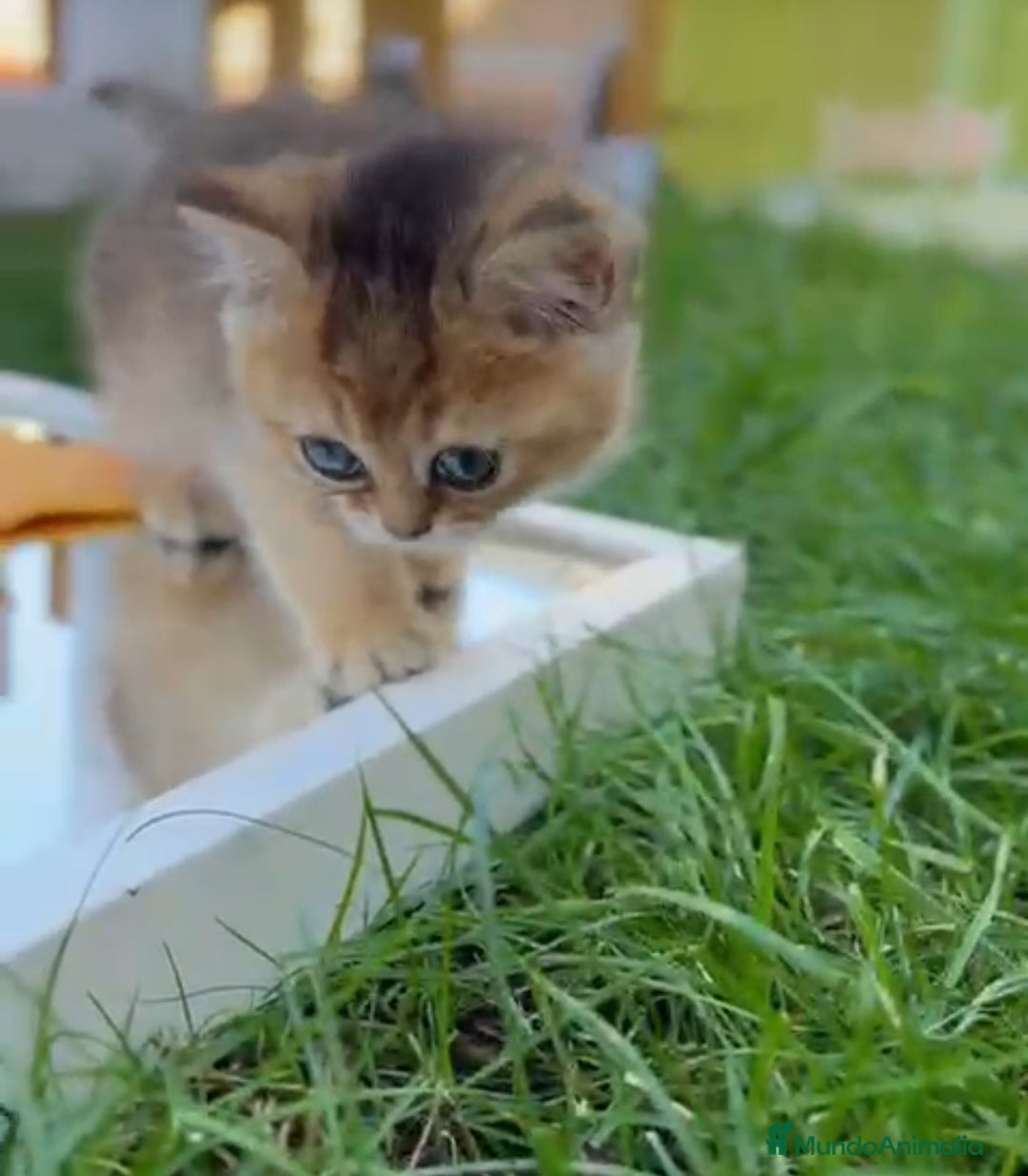 Británico de Pelo Corto gatos en venta: Británicos y Scottish Fold gatitos  - Imagen 2