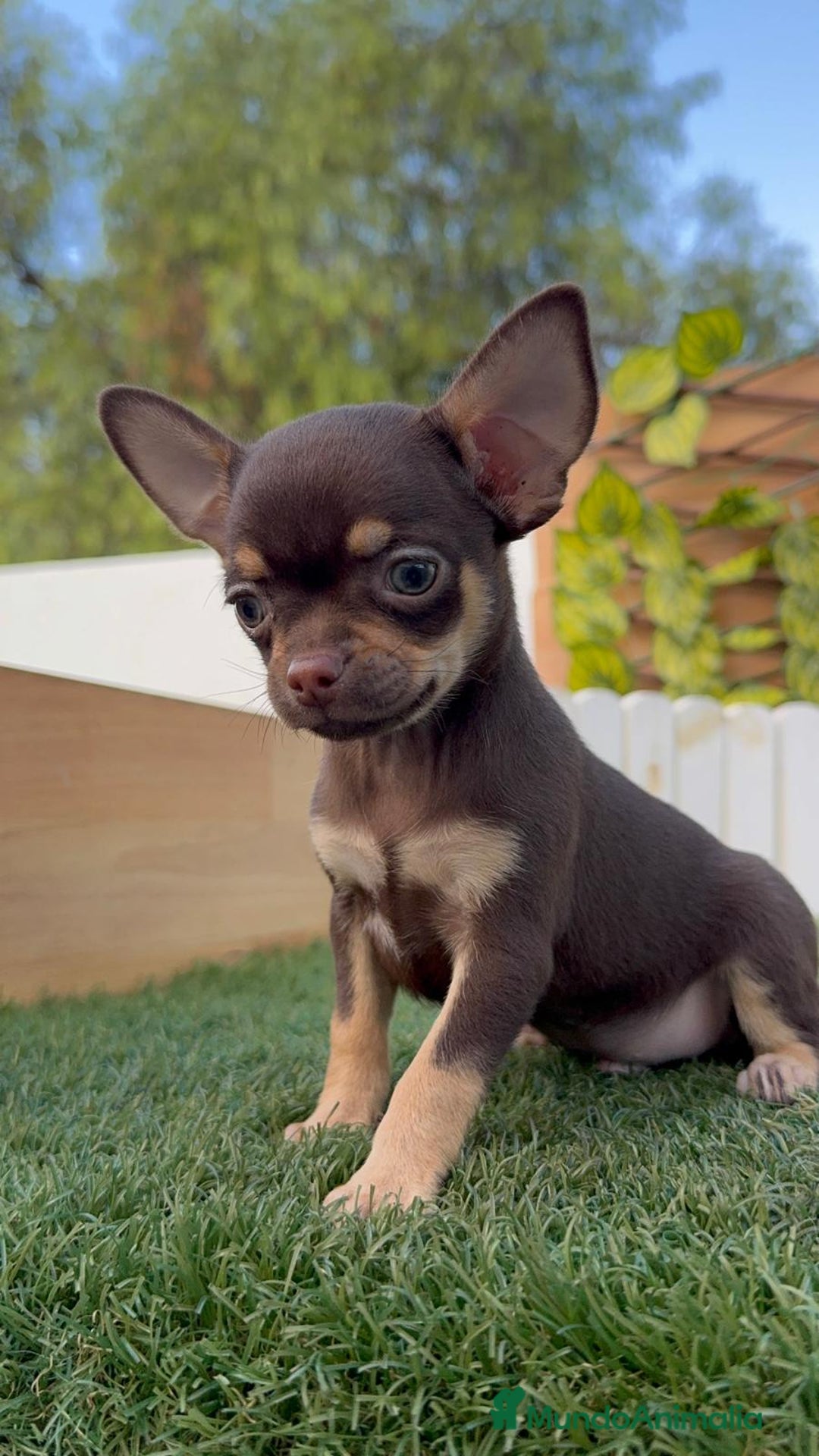 Chihuahua perros en venta: CHIHUAHUA MACHO - Imagen 17