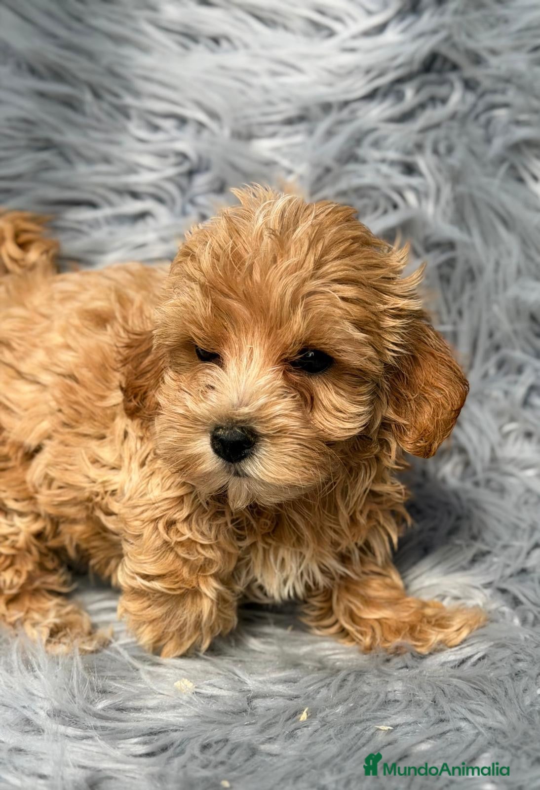 Maltipoo perros Macho maltipoo - Anuncio 2