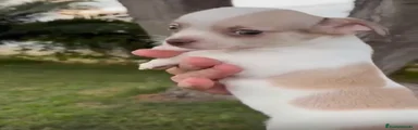 Chihuahua Cachorro 1