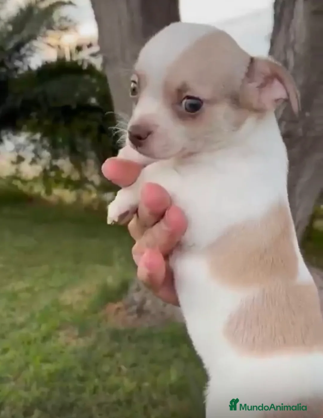 Chihuahua perros en venta: Chihuhuas hembras  - Anuncio 2