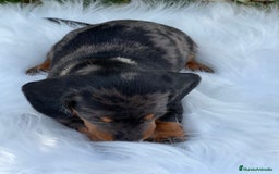 Teckel Miniatura perros en venta: Tecker arlequín  - Imagen 2