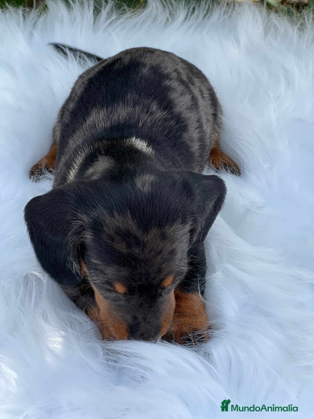 Teckel Miniatura perros en venta: Tecker arlequín  - Imagen 2