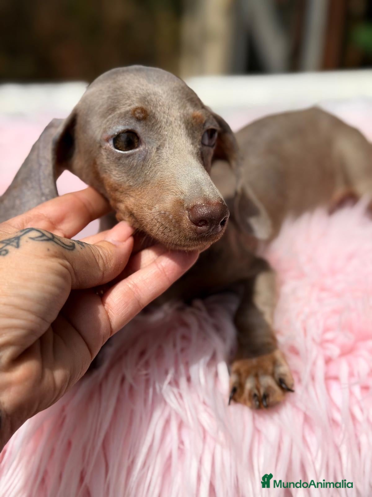 Teckel Miniatura perros Teckel hembras disponibles🐾🩷 - Anuncio 10