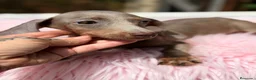 Teckel Miniatura perros en venta: Teckel hembras disponibles🐾🩷 - Anuncio 3