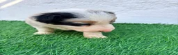 Border Collie perros en venta: Border Collie tricolor merle blue chocolate - Anuncio 9