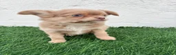 Chihuahua perros en venta: Chihuahua  - Anuncio 7