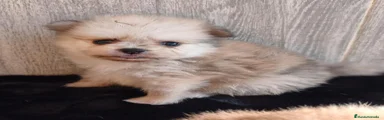 Pomerania 2