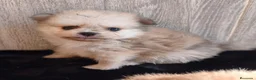 Pomerania perros en venta: LULÚ DE POMERANIA - Anuncio 3