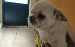 Chihuahua perros en venta: Chihuahuas cabeza de manzana 🍏 - Imagen 8