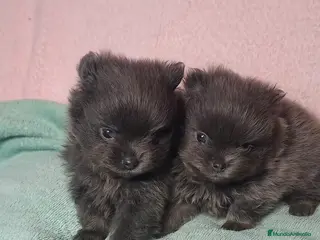 Pomerania perros Pomera en el macho azul sólido - Anuncio 1