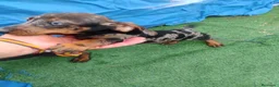 Teckel Miniatura perros en venta: Cachorra teckel arlequín plata  - Anuncio 1