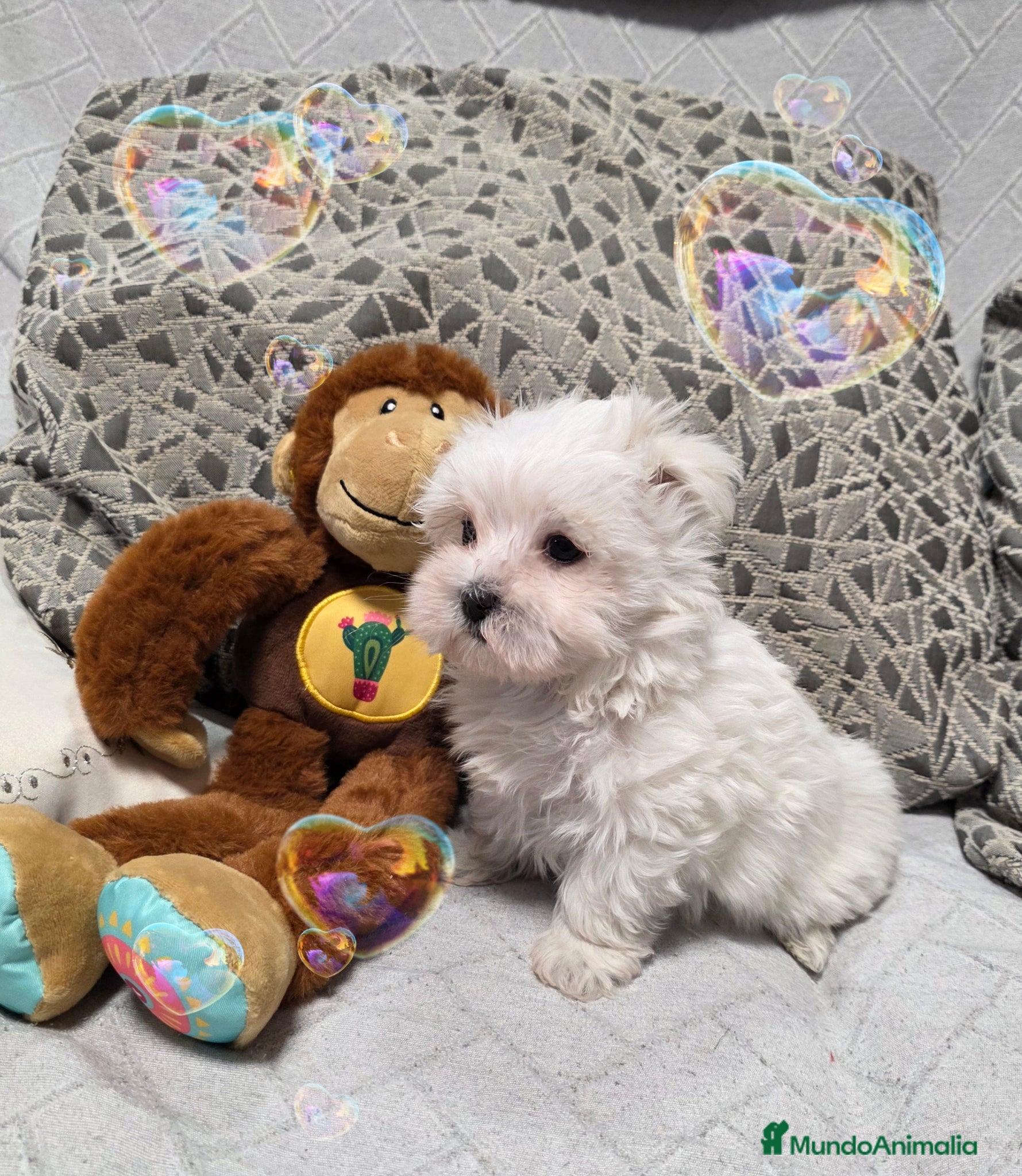 Bichón Maltés perros Bichon maltés miniatura  - Anuncio 1