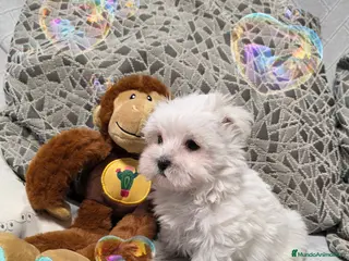 Bichón Maltés perros Bichon maltés miniatura - Anuncio 1