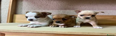 Chihuahua 2