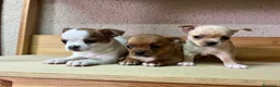 Chihuahua perros en venta: Chihuahuas  - Anuncio 4
