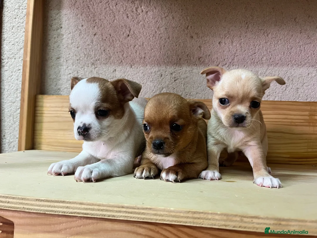 Chihuahua perros en venta: Chihuahuas  - Anuncio 4
