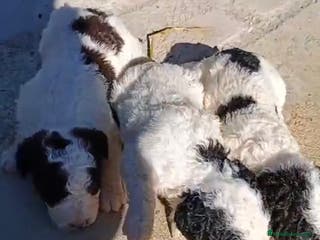 Perro de Agua Español perros PERRO DE AGUA ESPAÑOL - Anuncio 31