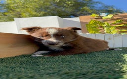 Border Collie perros en venta: BORDER COLLIE - Anuncio 5