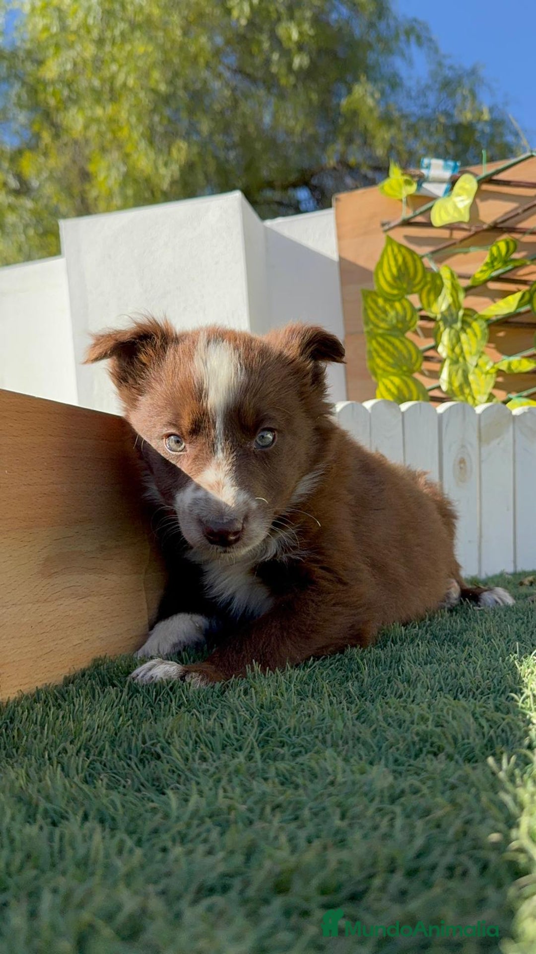 Border Collie perros en venta: BORDER COLLIE - Anuncio 5