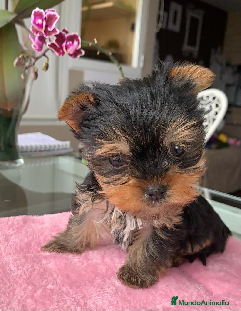 Yorkshire Terrier perros Yorkshires miniaturas en Badajoz - Anuncio 38