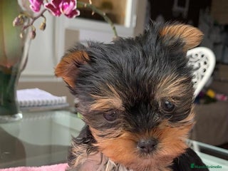 Yorkshire Terrier perros en Badajoz - Anuncio 39