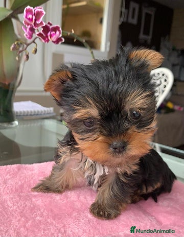 Yorkshire Terrier perros Yorkshires miniaturas en Badajoz - Anuncio 12