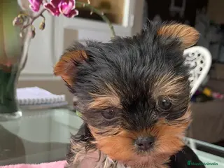 Yorkshire Terrier perros Yorkshires miniaturas en Badajoz - Anuncio 32