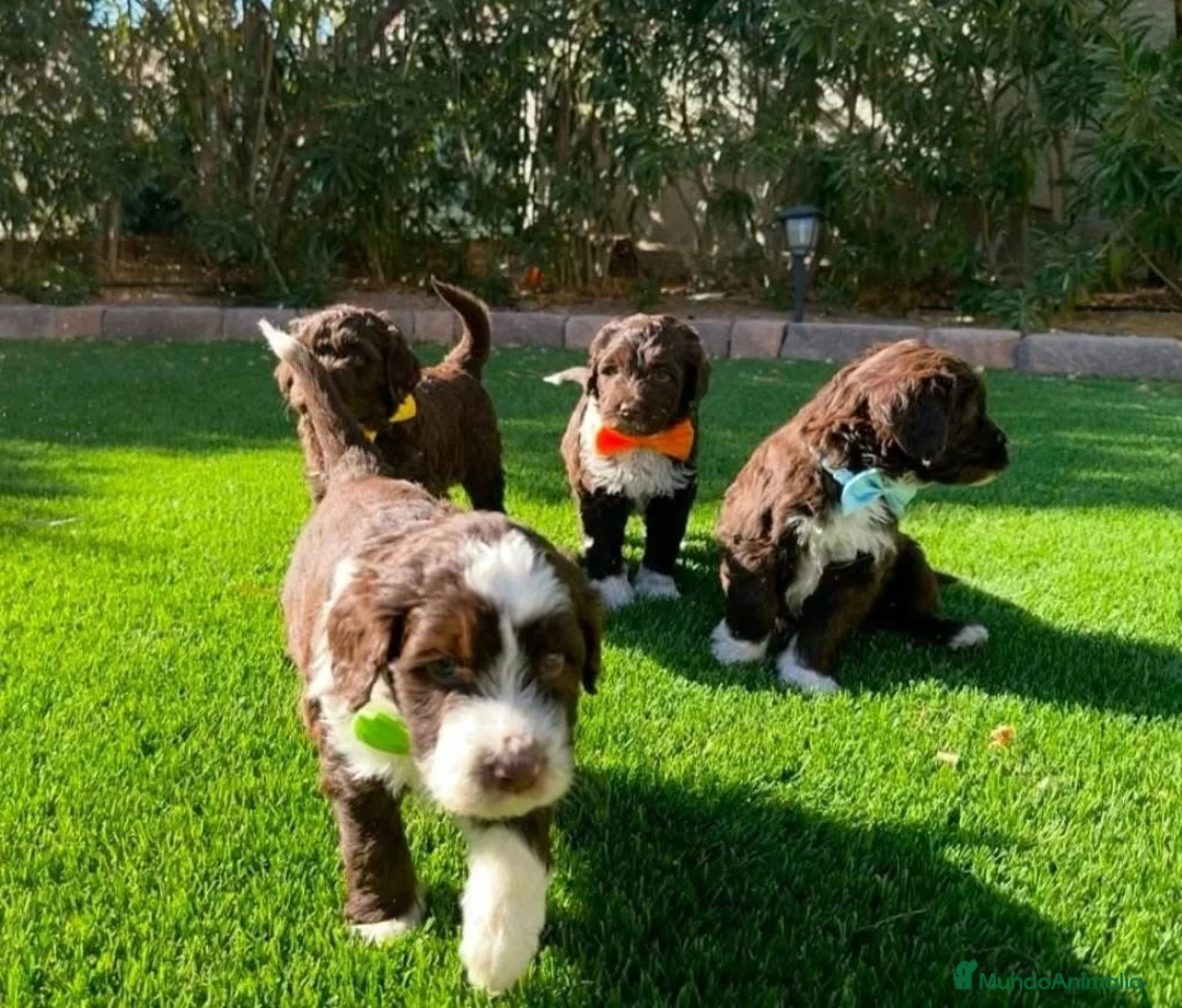 Perro de Agua Español perros en venta: PERRO DE AGUA ESPAÑOL ( TODA ESPAÑA )  - Anuncio 1